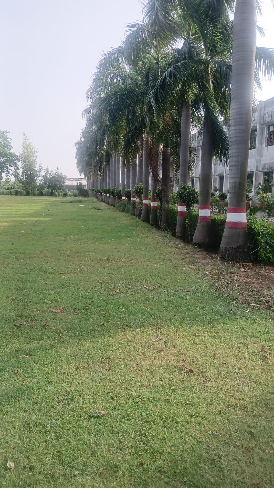 Campus grounds with palm trees